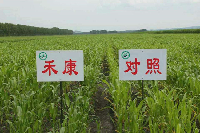 黑龍江農墾五九七農場鹽堿地開發(fā)應用禾康土壤調理劑(圖4)