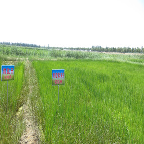 2015年，寧夏賀蘭縣政府招標(biāo)項目應(yīng)用禾康土壤改良劑(圖3)
