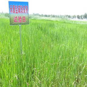 2015年，寧夏賀蘭縣政府招標(biāo)項目應(yīng)用禾康土壤改良劑(圖4)