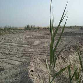 2015年，新疆喀什岳普湖縣重度鹽堿荒地當年改良后成功種植無花果(圖5)