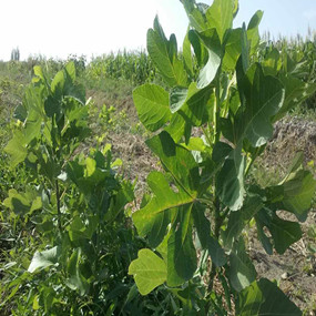 2015年，新疆喀什岳普湖縣重度鹽堿荒地當年改良后成功種植無花果(圖7)