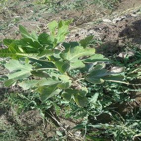 2015年，新疆喀什岳普湖縣重度鹽堿荒地當年改良后成功種植無花果(圖6)
