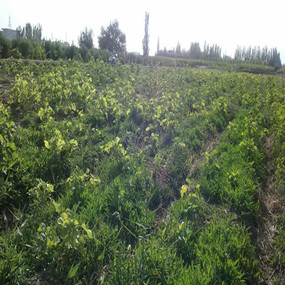 2015年，新疆喀什岳普湖縣重度鹽堿荒地當年改良后成功種植無花果(圖8)