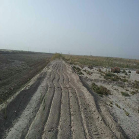 2015年，新疆喀什岳普湖縣重度鹽堿荒地當年改良后成功種植無花果(圖4)