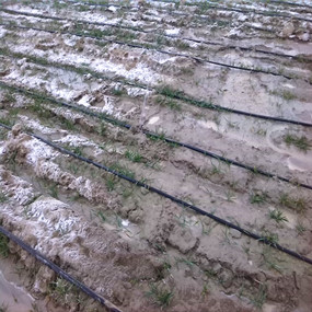 2014年，新疆奎屯開干齊鄉(xiāng)重度鹽堿地種植小麥施用貢田土壤調理劑 （商品名：禾康），效果顯著(圖4)