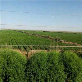2014年,鹽堿地種植苜?!拭C張掖臨澤縣鹽堿地改良施用貢田土壤調(diào)理劑(商品名:禾康)(圖9) 2014年,鹽堿地種植苜?!拭C張掖臨澤縣鹽堿地改良施用貢田土壤調(diào)理劑(商品名:禾康)(圖9)