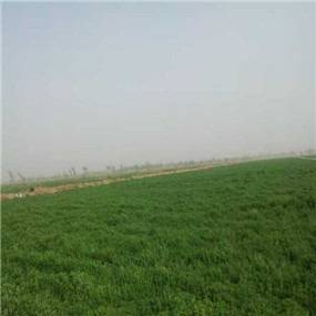 2014年,鹽堿地種植苜?!拭C張掖臨澤縣鹽堿地改良施用貢田土壤調(diào)理劑(商品名:禾康)(圖4) 2014年,鹽堿地種植苜?!拭C張掖臨澤縣鹽堿地改良施用貢田土壤調(diào)理劑(商品名:禾康)(圖4)