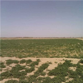 2014年,鹽堿地種植苜蓿—甘肅張掖臨澤縣鹽堿地改良施用貢田土壤調(diào)理劑(商品名:禾康)(圖1) 2014年,鹽堿地種植苜?!拭C張掖臨澤縣鹽堿地改良施用貢田土壤調(diào)理劑(商品名:禾康)(圖1)