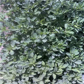 2014年,鹽堿地種植苜蓿—甘肅張掖臨澤縣鹽堿地改良施用貢田土壤調(diào)理劑(商品名:禾康)(圖3) 2014年,鹽堿地種植苜?!拭C張掖臨澤縣鹽堿地改良施用貢田土壤調(diào)理劑(商品名:禾康)(圖3)