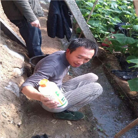 溫室大棚土壤改良:溫室大棚應(yīng)用禾康治理土壤鹽漬化和土壤板結(jié),效果極其明顯,收益巨大!(圖1) 溫室大棚土壤改良:溫室大棚應(yīng)用禾康治理土壤鹽漬化和土壤板結(jié),效果極其明顯,收益巨大!(圖1)
