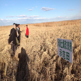 鹽堿荒地改良種植水稻—2013年吉林白城電視臺(tái)記者在我公司鹽堿地改良示范田采訪(圖1) 鹽堿荒地改良種植水稻—2013年吉林白城電視臺(tái)記者在我公司鹽堿地改良示范田采訪(圖1)