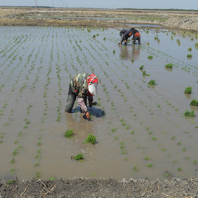 鹽堿地改良種植水稻—2012年吉林白城鎮(zhèn)賚縣鹽堿地種植水稻(開荒、打井、插秧、生長(zhǎng)和成熟全過程記錄)(圖7) 鹽堿地改良種植水稻—2012年吉林白城鎮(zhèn)賚縣鹽堿地種植水稻(開荒、打井、插秧、生長(zhǎng)和成熟全過程記錄)(圖7)