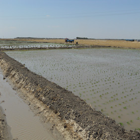 鹽堿地改良種植水稻—2012年吉林白城鎮(zhèn)賚縣鹽堿地種植水稻(開荒、打井、插秧、生長(zhǎng)和成熟全過程記錄)(圖8) 鹽堿地改良種植水稻—2012年吉林白城鎮(zhèn)賚縣鹽堿地種植水稻(開荒、打井、插秧、生長(zhǎng)和成熟全過程記錄)(圖8)