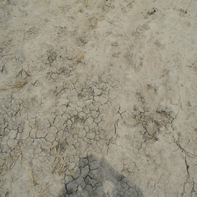 鹽堿地改良種植水稻—2012年吉林白城鎮(zhèn)賚縣鹽堿地種植水稻(開荒、打井、插秧、生長(zhǎng)和成熟全過程記錄)(圖3) 鹽堿地改良種植水稻—2012年吉林白城鎮(zhèn)賚縣鹽堿地種植水稻(開荒、打井、插秧、生長(zhǎng)和成熟全過程記錄)(圖3)