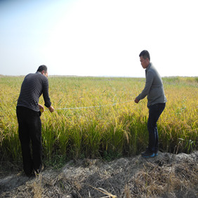 鹽堿地改良種植水稻—2012年吉林白城鎮(zhèn)賚縣鹽堿地種植水稻(開荒、打井、插秧、生長(zhǎng)和成熟全過程記錄)(圖12) 鹽堿地改良種植水稻—2012年吉林白城鎮(zhèn)賚縣鹽堿地種植水稻(開荒、打井、插秧、生長(zhǎng)和成熟全過程記錄)(圖12)