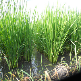 鹽堿地改良種植水稻—2012年吉林白城鎮(zhèn)賚縣鹽堿地種植水稻(開荒、打井、插秧、生長(zhǎng)和成熟全過程記錄)(圖9) 鹽堿地改良種植水稻—2012年吉林白城鎮(zhèn)賚縣鹽堿地種植水稻(開荒、打井、插秧、生長(zhǎng)和成熟全過程記錄)(圖9)