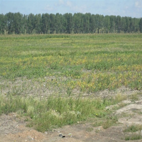 2012年雙鴨山地區(qū)禾康改良劑推廣站成立(圖4) 2012年雙鴨山地區(qū)禾康改良劑推廣站成立(圖4)