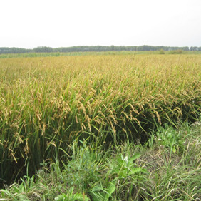 2012年雙鴨山地區(qū)禾康改良劑推廣站成立(圖10) 2012年雙鴨山地區(qū)禾康改良劑推廣站成立(圖10)