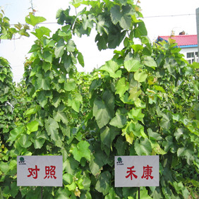 2012年雙鴨山地區(qū)禾康改良劑推廣站成立(圖8) 2012年雙鴨山地區(qū)禾康改良劑推廣站成立(圖8)