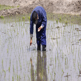 2009年吉林西部土地開(kāi)發(fā)項(xiàng)目現(xiàn)場(chǎng)會(huì)(圖3) 2009年吉林西部土地開(kāi)發(fā)項(xiàng)目現(xiàn)場(chǎng)會(huì)(圖3)