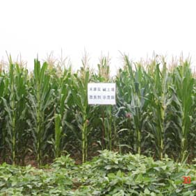 2007年陜西榆林市農(nóng)業(yè)技術(shù)推廣站應(yīng)用禾康(圖4) 2007年陜西榆林市農(nóng)業(yè)技術(shù)推廣站應(yīng)用禾康(圖4)