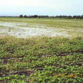 2005年新疆農(nóng)八師122團鹽堿荒地種棉花示范(圖1)