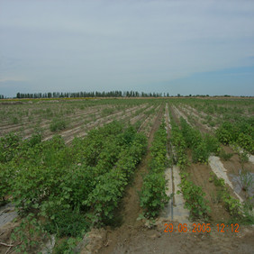 2005年新疆農(nóng)八師122團鹽堿荒地種棉花示范(圖3)