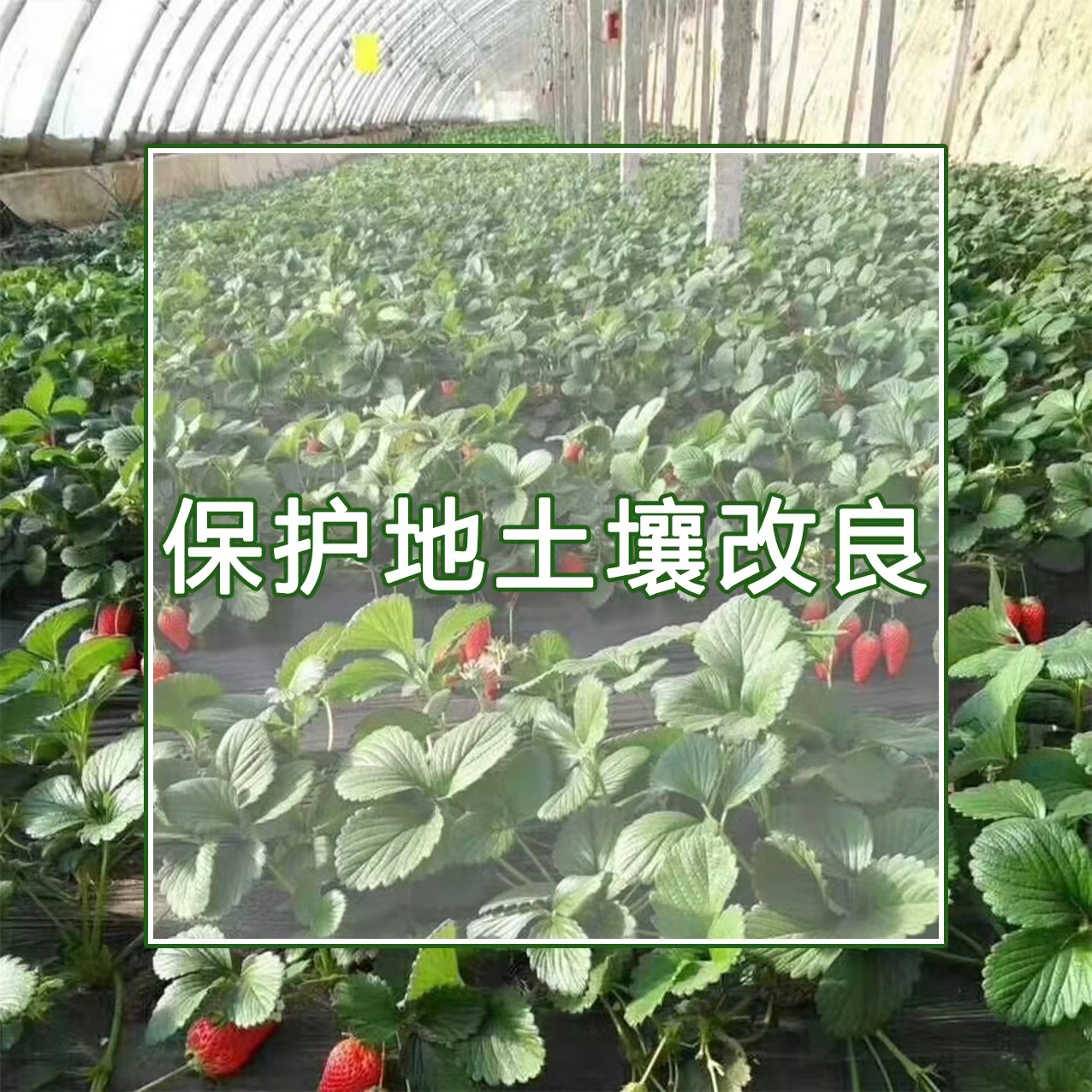 保護地土壤改良