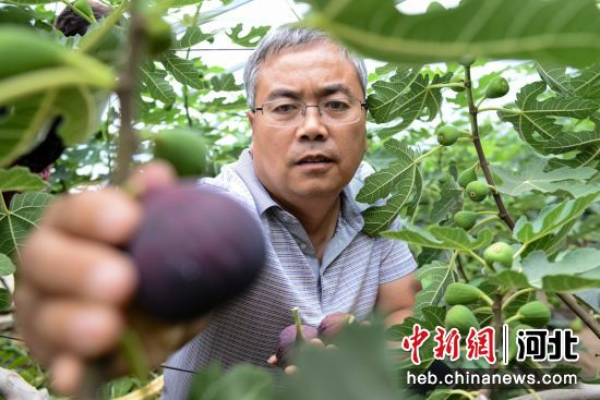 河北省農(nóng)林科學(xué)院濱海農(nóng)業(yè)研究所研究員魯雪林正在查看無花果長(zhǎng)勢(shì)。 作者 李連君