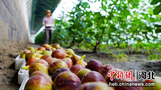 曹妃甸區(qū)中國(guó)鹽生植物園天旭溫泉小鎮(zhèn)內(nèi)農(nóng)民正在采摘無花果。 季春天 攝