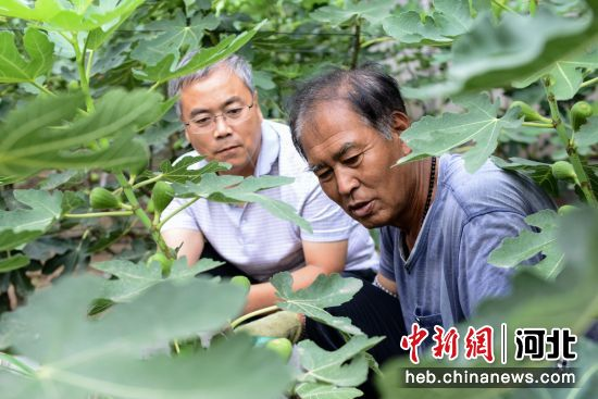 河北省農(nóng)林科學(xué)院濱海農(nóng)業(yè)研究所研究員魯雪林正在為農(nóng)戶講解鹽堿地?zé)o花果栽培技術(shù)。 李連君