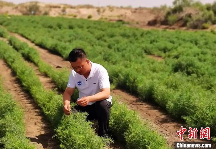 鹽地堿蓬有很高的食用和藥用保健價(jià)值。　胡俊建 攝