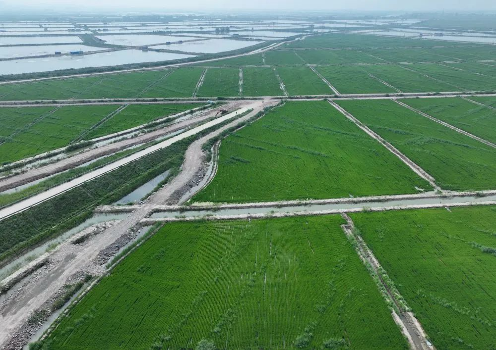 ↑河北省唐山市豐南區(qū)黑沿子鎮(zhèn)由鹽堿地改良而成的水稻田（7月20日攝，無人機(jī)照片）。新華社記者 牟宇 攝