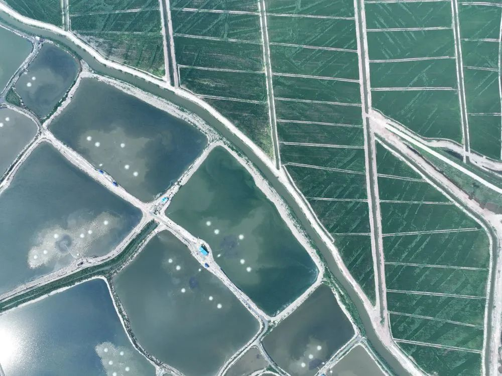 ↑河北省唐山市豐南區(qū)黑沿子鎮(zhèn)由鹽堿地改良而成的水稻田（7月20日攝，無人機(jī)照片）。新華社記者 牟宇 攝