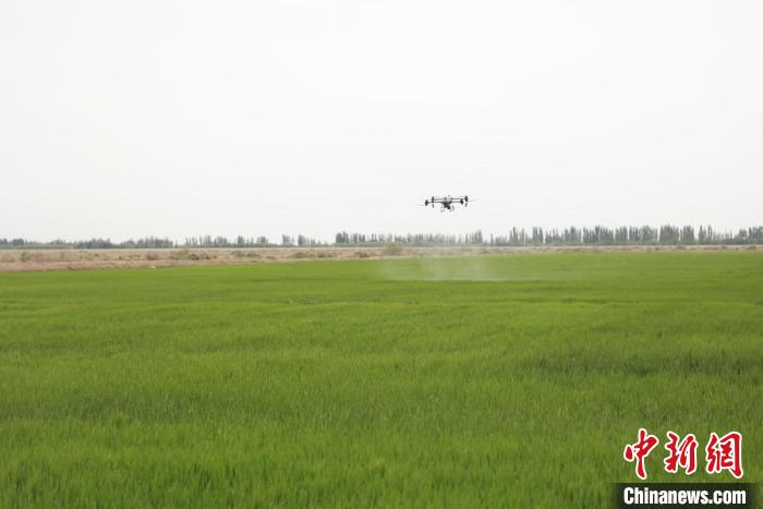 無人機在噴施葉面肥?!《判旅?攝 無人機在噴施葉面肥?!《判旅?攝