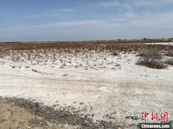 高達200多萬畝的鹽堿化耕地，給伽師縣帶來了很多“麻煩”。張多慶 攝